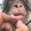 monos 🐵 5