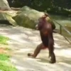 monos changuitos 3 🦧🐒🦍 5