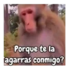 Monos traviesos 🙈💯 8