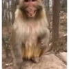 monos 🐵 6