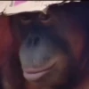 monos changuitos 3 🦧🐒🦍 6
