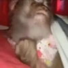 monos changuitos 3 🦧🐒🦍 7