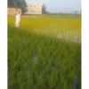 ترند مصر - Egyptian Trend 5 5