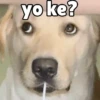 yo ke?