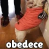 obedece