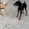 callece perro