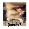 Frases estilo mono 🙈🙉 7