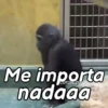Monos groseros pal chat 🐒🐵 8