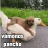 vámonos pancho