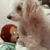 perros, reacciones👑 10