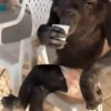 monos changuitos 3 🦧🐒🦍 12