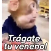 Monos groseros pal chat 🐒🐵 5