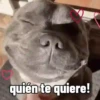 quién te quiere!