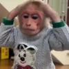 monos y changuitos 8 🐒🦍🦧 6