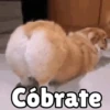 Cóbrate