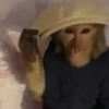 monos y changuitos 8 🐒🦍🦧 7