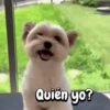 Quién yo?