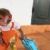 monos 🐵 10