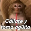 Monos groseros pal chat 🐒🐵 12