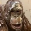 monos changuitos 3 🦧🐒🦍 15