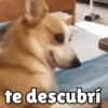 te descubrí