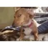 perro chihuahua gracioso 5