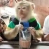Monos y changuitos 7 🦧🦍🐒 19