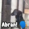 monos y changuitos 8 🐒🦍🦧 10