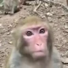 monos y changuitos 8 🐒🦍🦧 11