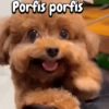 Porfis porfis