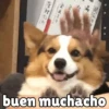 buen muchacho