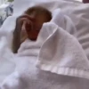 monos changuitos 3 🦧🐒🦍 20