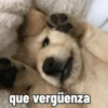 que vergüenza