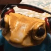 DtMF Bad Bunny 26