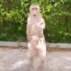 monos y changuitos 8 🐒🦍🦧 14