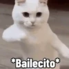 *Bailecito⭑