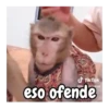 Monos traviesos 🙈💯 12