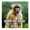 Monos traviesos 🙈💯 7