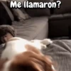 Me llamaron?
