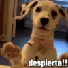 despierta!!