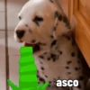 asco
