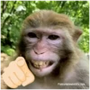FunnyAnimalsGifs.com