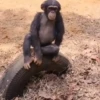Monos 🐒🦍 9