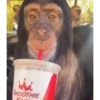 monos 🐵 25