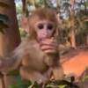 monos changuitos 3 🦧🐒🦍 30