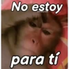 Monos groseros pal chat 🐒🐵 7