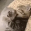 Gatinhos animados 16