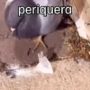 🐦 PALOMA MIGAJERA BAILANDO🐦 11