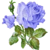 FLORES 5