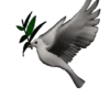🕊🪺 Paloma MIGAJERA 🪺🕊 11